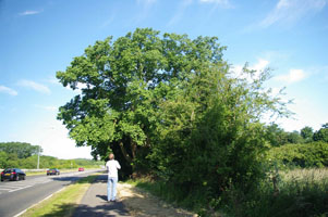 TQ8652 single elm found at 10km - Liz Goodyear