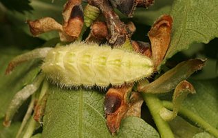 White -letter Hairstreak larva 2007 - Tristan Bantock