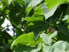 White-letter Hairstreak 2007 - Alan Cooper (Kent)