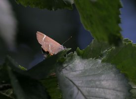 White-letter Hairstreak 2007 - Tristan Bantock (north London)