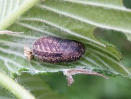 Pupa in typical position on leaf - Martin Greenland